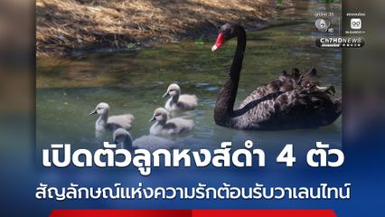 เปิดตัวลูกหงส์ดำ 4 ตัว สัญลักษณ์แห่งความรักต้อนรับวาเลนไทน์