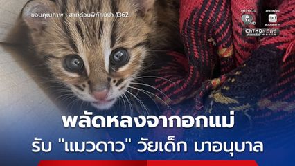 พลัดหลงจากอกแม่ รับ “แมวดาว” วัยเด็ก มาอนุบาล