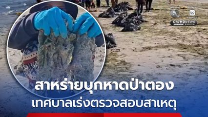 สาหร่ายบุกชายหาดป่าตอง เทศบาลเมืองป่าตองเร่งตรวจสอบและแก้ไขปัญหา