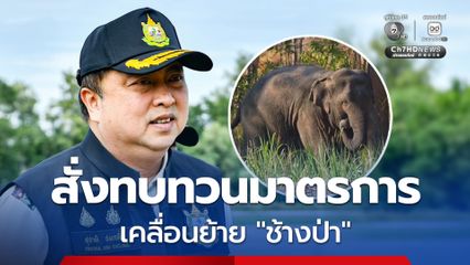 สุชาติ สั่งทบทวนมาตรการเคลื่อนย้ายช้างป่า หลัง “สีดอหูพับ” ล้ม ย้ำคุ้มครองประชาชนควบคู่สวัสดิภาพสัตว์ป่า