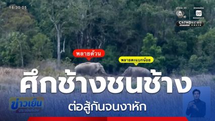 ศึกช้างชนช้าง กลางป่าเขาใหญ่ ต่อสู้กันจนงาหัก