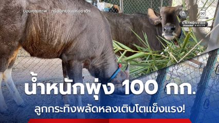 น้ำหนักพุ่ง 100 กก.  ลูกกระทิงพลัดหลงเติบโตแข็งแรง