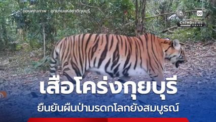 เสือโคร่งกุยบุรี ยืนยันผืนป่ามรดกโลกยังสมบูรณ์