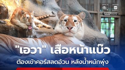 “เอวา” เสือหน้าแบ๊ว ต้องเข้าคอร์สลดอ้วน หลังน้ำหนักพุ่ง