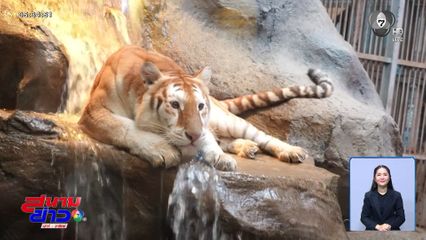 ส่ง "เอวา" เสือหน้าแบ๊ว เข้าคอร์สลดน้ำหนัก