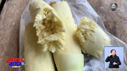 ไม่เคยเห็น "อ้อยไข่ปลา" ปลูกเจ้าแรกที่ จ.ตรัง