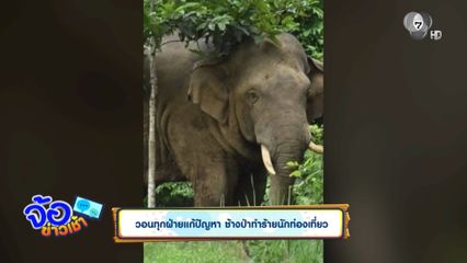 วอนทุกฝ่ายแก้ปัญหา ช้างป่าทำร้ายนักท่องเที่ยว