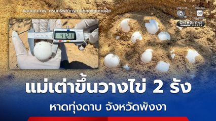 ข่าวดี ! พบร่องรอย “เต่าทะเล” ขึ้นวางไข่ 2 รัง บริเวณหาดทุ่งดาบ จังหวัดพังงา