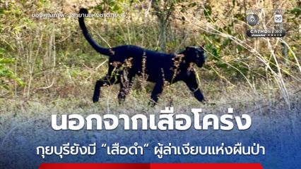 นอกจากเสือโคร่ง กุยบุรียังมี “เสือดำ” ผู้ล่าเงียบแห่งผืนป่า