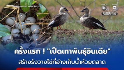 ครั้งแรก ! พบ “เป็ดเทาพันธุ์อินเดีย” สร้างรังวางไข่ในพื้นที่เขตห้ามล่าสัตว์ป่าอ่างเก็บน้ำห้วยตลาด จังหวัดบุรีรัมย์