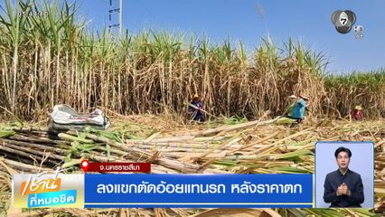 ลงแขกตัดอ้อยแทนรถ หลังราคาตก จ.นครราชสีมา