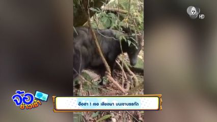 ฮือฮา ! เจอ เลียงผา บนเขาบรรทัด