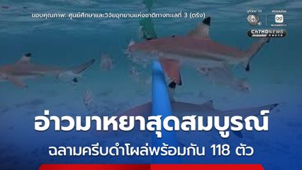 ผลสำรวจประชากร “ฉลามครีบดำ” ตลอด 7 วัน ที่อ่าวมาหยา พบโผล่มามากถึง 118 ตัว ในช่วงเวลาเดียว