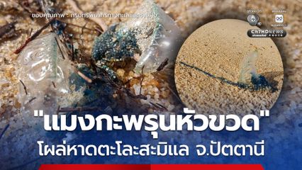 “แมงกะพรุนหัวขวด” โผล่หาดตะโละสะมิแล จ.ปัตตานี