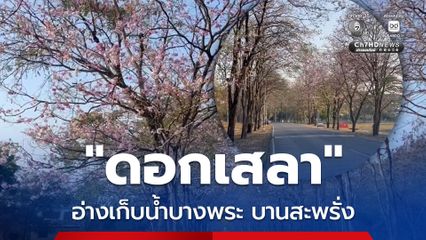 "ดอกเสลา" อ่างเก็บน้ำบางพระบานสะพรั่ง นักท่องเที่ยวแห่ถ่ายรูปเช็กอิน