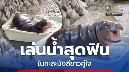 ส่องมุมเด้งดึ๋ง 'หมูเด้ง' เล่นน้ำสุดฟินในกะละมังสีขาวคู่ใจ อวดผิวเนียนใสกลางสวนสัตว์เปิดเขาเขียว