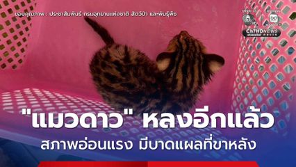“แมวดาว” หลงอีกแล้ว สภาพอ่อนแรง มีบาดแผลที่ขาหลัง