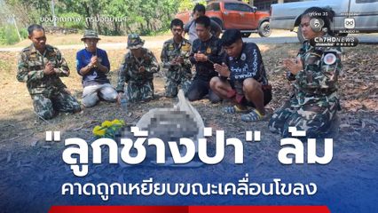 “ลูกช้างป่า” ล้ม ! นอก ขสป.เขาอ่างฤาไน คาดถูกช้างใหญ่เหยียบขณะเคลื่อนโขลง