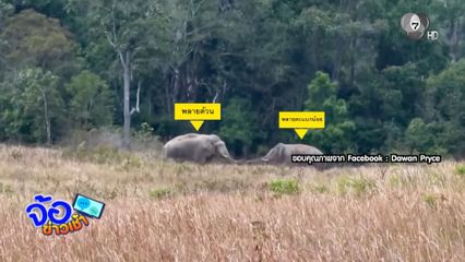 เปิดศึก พลายด้วน ปะทะ พลายตะแบกน้อย