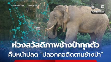 คืบหน้าปลด “ปลอกคอวิทยุติดตามตัวช้างป่า” กรมอุทยานฯ ยืนยันห่วงใยสวัสดิภาพช้างป่าทุกตัว แต่ต้องควบคู่กับความปลอดภัยของคน
