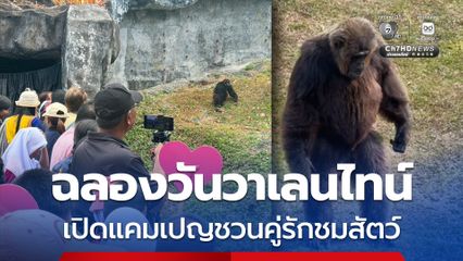 ฉลองวันวาเลนไทน์ เปิดแคมเปญชวนคู่รักชมสัตว์ ลิงแชมแปนซีผัวเมีย