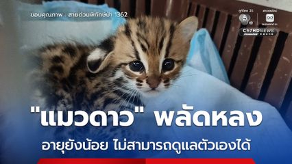“แมวดาว” พลัดหลง อายุยังน้อย ไม่สามารถดูแลตัวเองได้
