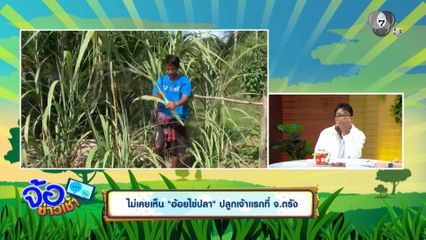 ไม่เคยเห็น อ้อยไข่ปลา ปลูกเจ้าแรกที่ จ.ตรัง