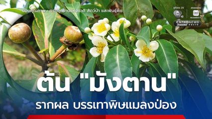 “มังตาน” ภูมิปัญญาพื้นบ้านใช้รากและผลบรรเทาพิษแมลงป่อง