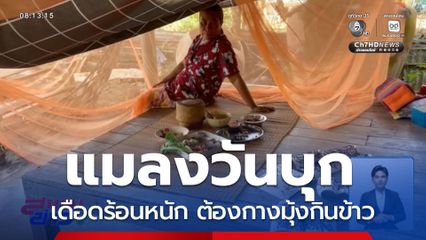 ชาวบ้านเดือดร้อน แมลงวันบุก จ.เพชรบูรณ์