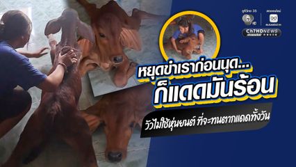 เอ็นดูลูกวัว ทั้งขำท่านอน ทั้งสงสาร พื้นลื่นลุกไม่ขึ้น