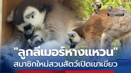 “ลูกลีเมอร์หางแหวน” สมาชิกใหม่สวนสัตว์เปิดเขาเขียว