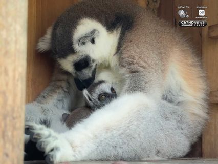 “ลูกลีเมอร์หางแหวน” สมาชิกใหม่สวนสัตว์เปิดเขาเขียว