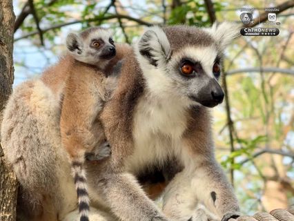 “ลูกลีเมอร์หางแหวน” สมาชิกใหม่สวนสัตว์เปิดเขาเขียว