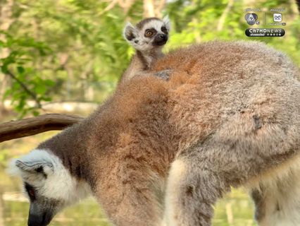 “ลูกลีเมอร์หางแหวน” สมาชิกใหม่สวนสัตว์เปิดเขาเขียว