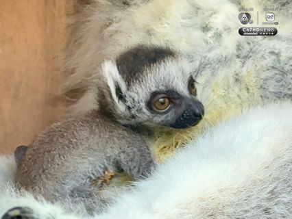 “ลูกลีเมอร์หางแหวน” สมาชิกใหม่สวนสัตว์เปิดเขาเขียว