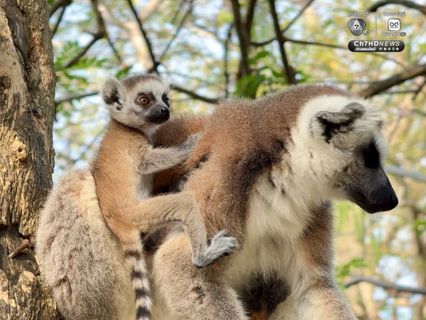 “ลูกลีเมอร์หางแหวน” สมาชิกใหม่สวนสัตว์เปิดเขาเขียว