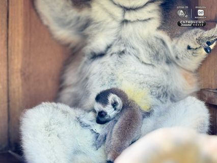 “ลูกลีเมอร์หางแหวน” สมาชิกใหม่สวนสัตว์เปิดเขาเขียว