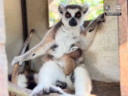 “ลูกลีเมอร์หางแหวน” สมาชิกใหม่สวนสัตว์เปิดเขาเขียว