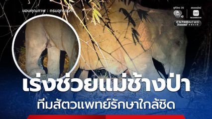จนท.อุทยานฯ​ อาสา​ ฝ่ายปกครอง​ เร่งช่วยแม่ช้างป่า "เขาอ่างฤาไน" บาดเจ็บสาหัส ขาหน้าบวม-น้ำนมปนเลือดซึม ทีมสัตวแพทย์ลงพื้นที่รักษาใกล้ชิด