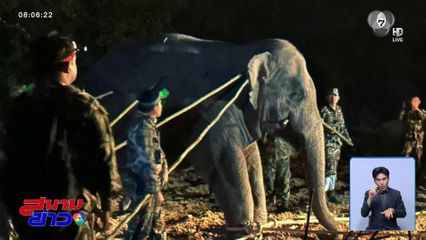 สีดอหูพับ พ่นพิษระงับย้ายช้างดุ