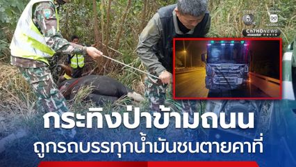 กระทิงป่าข้ามถนน ถูกรถบรรทุกน้ำมันชนตายคาที่