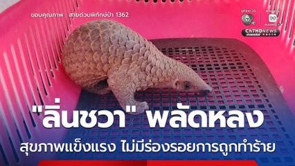 “ลิ่นชวา” พลัดหลง สุขภาพแข็งแรง ไม่มีร่องรอยการถูกทำร้าย