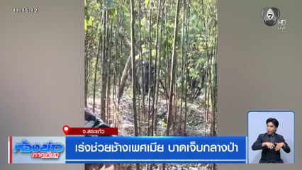 เร่งช่วยช้างเพศเมีย บาดเจ็บกลางป่า