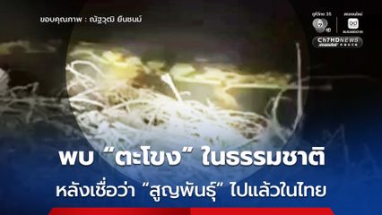พบ “ตะโขง” ในธรรมชาติครั้งแรกในไทย ที่ก่อนหน้านี้เชื่อว่า “สูญพันธุ์” ไปแล้ว