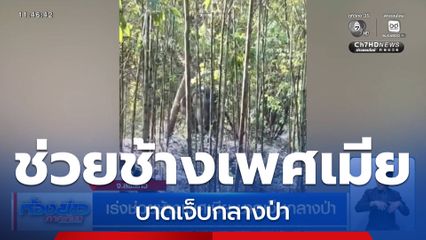 เร่งช่วยช้างเพศเมีย บาดเจ็บกลางป่า