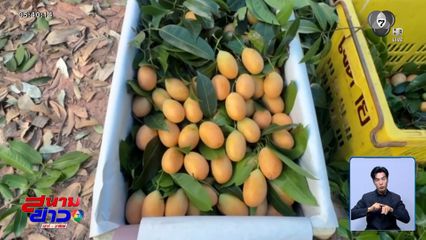 มะยงชิด-มะปรางหวาน ลูกดก แต่ราคาตก