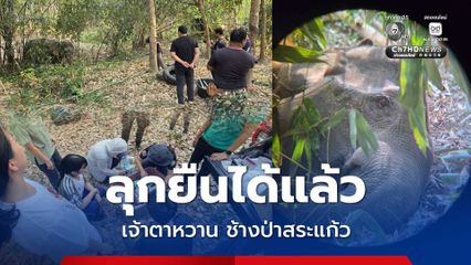 ข่าวดี แม่ช้างตาหวาน ลุกยืนได้แล้ว