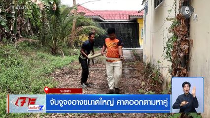 จับงูจงอางขนาดใหญ่ คาดออกตามหาคู่ จ.ยะลา
