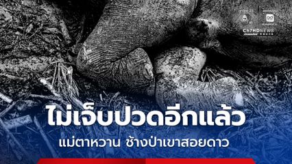 แม่ตาหวาน ช้างป่าแล้ว หลังทีมสัตวแพทย์ระดมกำลังช่วย