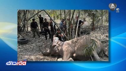 สุดยื้อ แม่ตาหวาน ช้างป่าล้มแล้ว จ.สระแก้ว